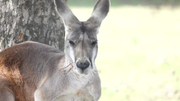 Kırmızı Kanguru Kameraya Bakıyor — Stok video