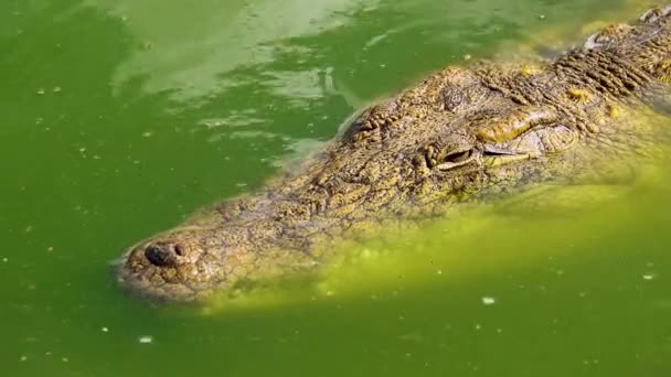 Krokodýl Plave Podél Řeky — Stock video