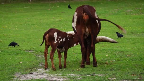 Çiftlik Hayvanları Ankole Watusi Longhorn Küçük Watusi Annesinden Süt Içmeye — Stok video