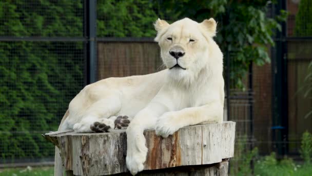 White Lioness Looks Camera Lies Stump — Stock Video