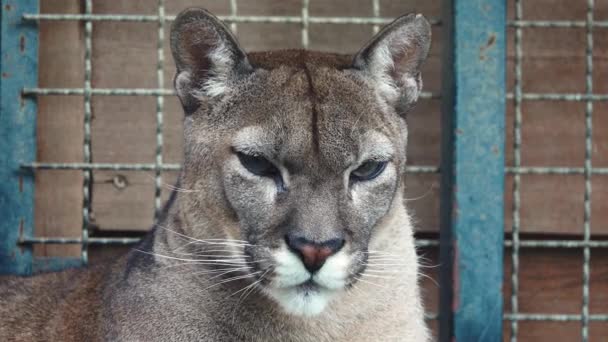 Niezadowolona Puma Siedzi Klatce Zoo — Wideo stockowe