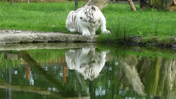 Tigre Blanco Cerca Estanque — Vídeos de Stock