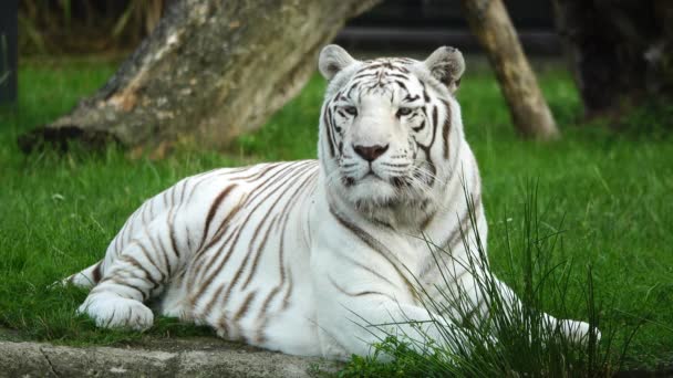 Tigre Blanco Encuentra Hierba Verde — Vídeos de Stock