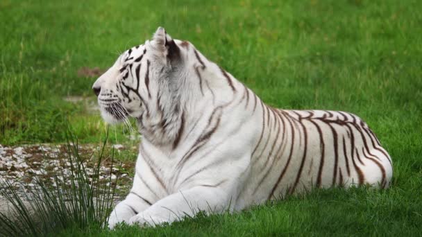 White Tiger Lies Green Grass — Stock Video