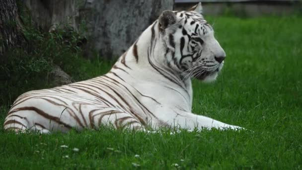 White Tiger Lies Green Grass — Stock Video