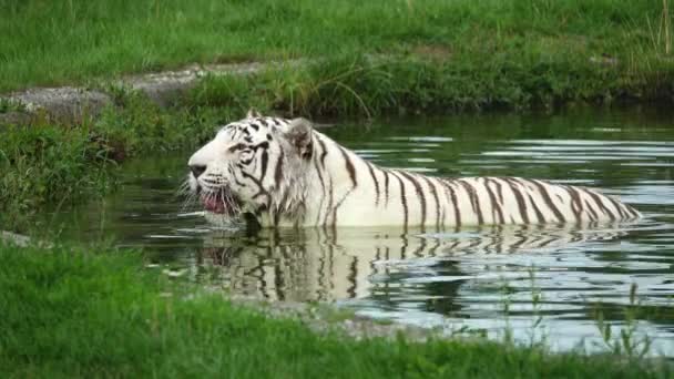 Harimau Putih Mandi Kolam — Stok Video