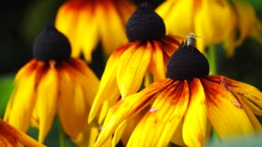rudbeckia yeşil ekranda izole edildi