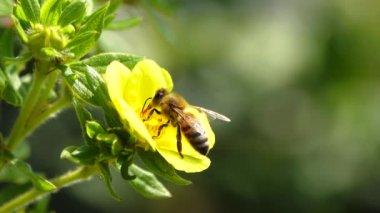 Arı sarı bir çiçekten nektar toplar ve yeşil ekrandan uzağa uçar.