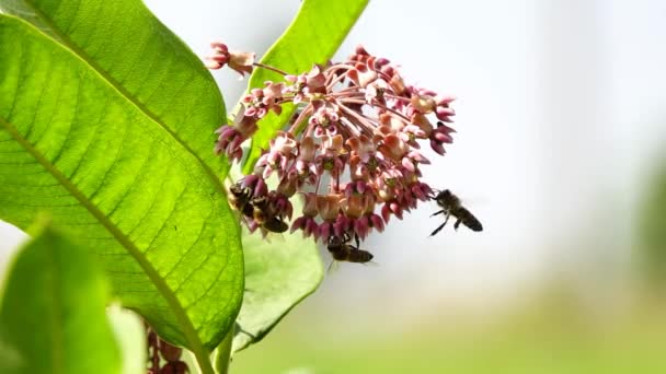 Bienen Sammeln Nektar Auf Milchkrautblüten Zeitlupe — Stockvideo