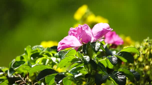 Bloeiende Roze Wilde Roos Bloemen Een Wazig Groene Achtergrond Vogels — Stockvideo