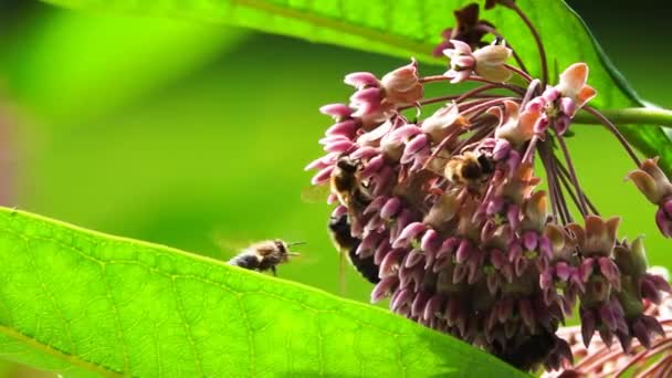 Abelhas Coletam Néctar Flores Milkweed Câmara Lenta — Vídeo de Stock