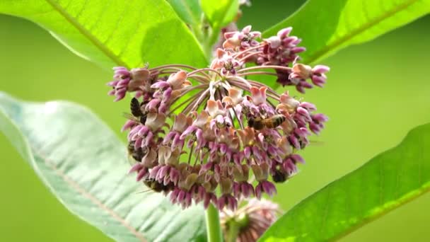 Abelhas Coletam Néctar Flores Milkweed — Vídeo de Stock
