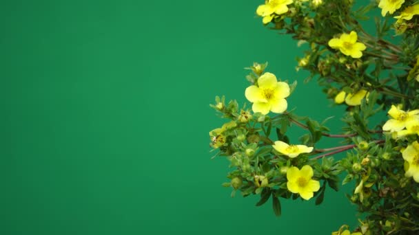 Abelha Recolhe Néctar Uma Flor Amarela Voa Para Longe Tela — Vídeo de Stock
