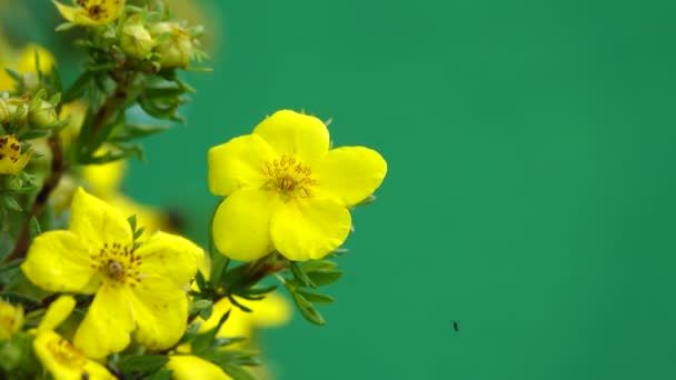 화면에 노란색 Dasiphora Fruticosa 자연적인 — 비디오