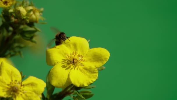 Abelha Coleta Néctar Uma Flor Amarela Uma Tela Verde Câmara — Vídeo de Stock