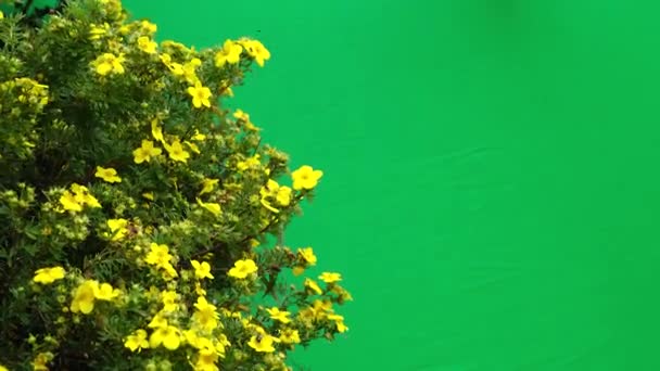 화면에 Dasiphora Fruticosa 노란색 꽃에서 꿀벌을 — 비디오