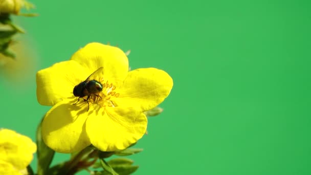 Una Mosca Recoge Néctar Una Flor Amarilla Pantalla Verde Sonido — Vídeo de stock