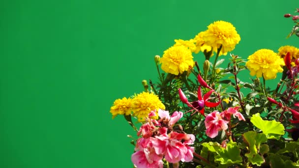 在绿色屏幕上孤立的黄色金盏花 — 图库视频影像