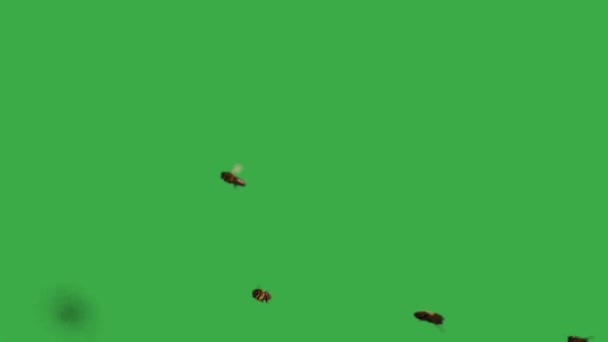 Abelhas Voadoras Com Néctar Nas Patas Numa Tela Verde Câmara — Vídeo de Stock