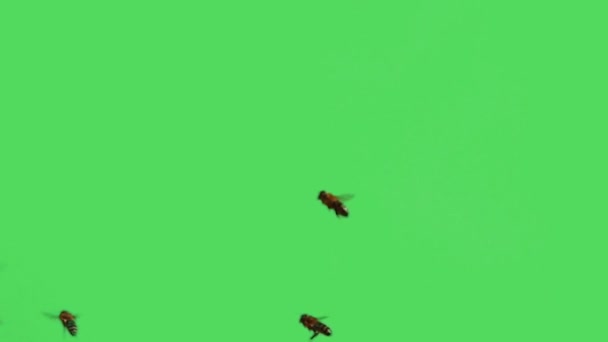 Vliegende Bijen Met Nectar Hun Poten Een Groen Scherm Slow — Stockvideo