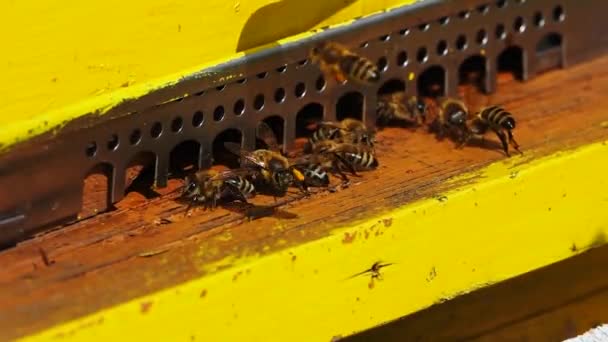 Bijen Brengen Nectar Mee Naar Korf Bijenkorfingang — Stockvideo