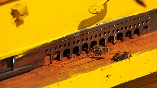 Μέλισσες Φέρνουν Νέκταρ Στην Κυψέλη Είσοδος Κυψέλης Μελισσών — Αρχείο Βίντεο