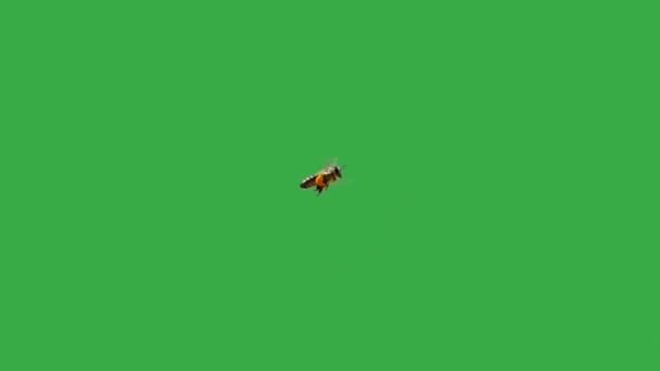 Літаюча Бджола Нектаром Лапах Зеленому Екрані Повільний Рух — стокове відео