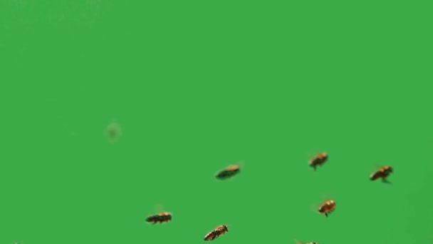 緑色のスクリーンの足の上にネクターで飛ぶ蜂 スローモーション — ストック動画