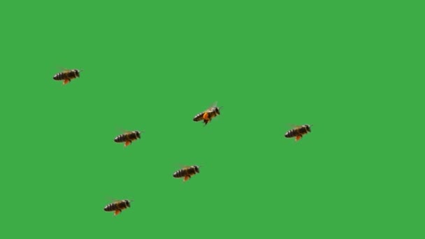 Abelha Voadora Com Néctar Suas Patas Uma Tela Verde Câmara — Vídeo de Stock