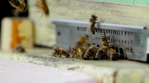Bijen Brengen Nectar Mee Naar Korf Bijenkorfingang — Stockvideo
