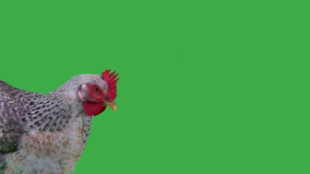 Pollos Una Pantalla Verde — Vídeo de stock