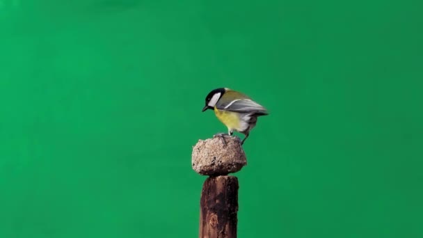 Tit Eating Food Green Screen Slow Motion — Stock video