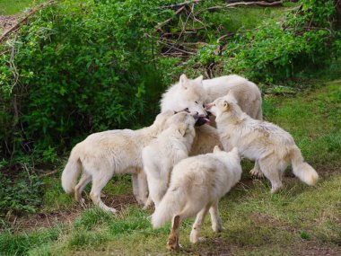 Anne kurt ve genç kurtlar yeşil çimlerin üzerinde