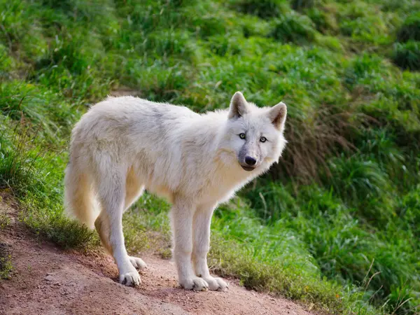 Молодой Арктический Волк Фоне Зеленой Травы Стоковое Изображение