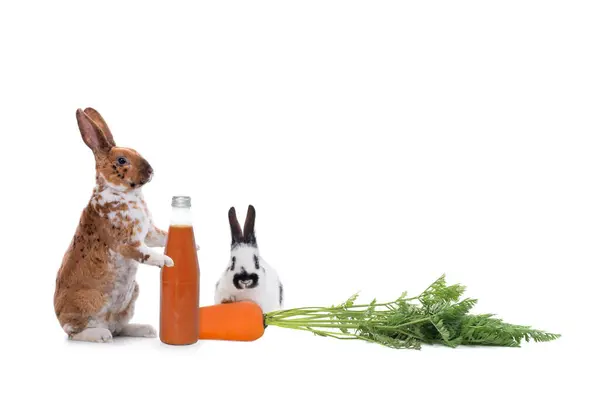 Кролики Стоять Пляшкою Морквяного Соку Ізольовані Білому Тлі Стокова Картинка