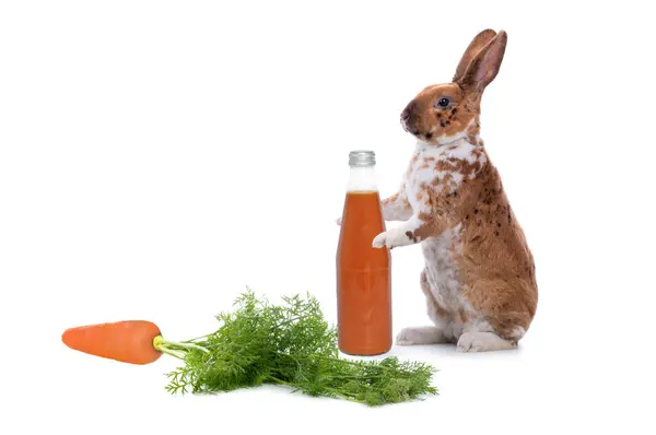 白い背景に隔離されたニンジンジュースのボトルと立っているウサギ ストック画像