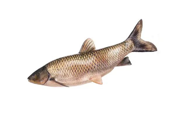 Ikan Mas Rumput Putih Terisolasi Pada Latar Belakang Putih Stok Gambar