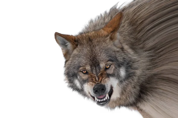 Gray Wolf Grin Isolated White Background — Stock Photo, Image