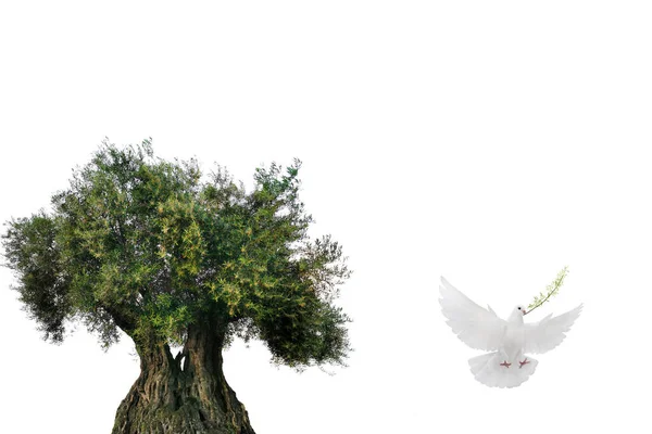 オリーブの木と白い鳩は 白い背景に隔離されたビークのオリーブの枝で飛んで ロイヤリティフリーのストック写真