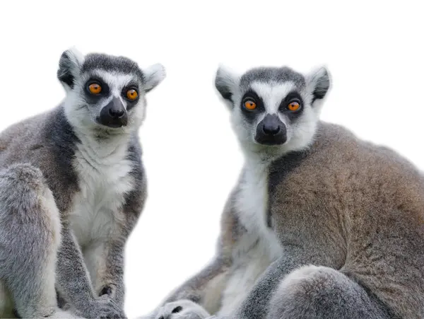 Two Lemur Isolated White Background Fotos De Bancos De Imagens