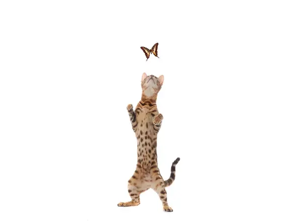 Bengal Cat Standing Its Hind Legs Isolated White Background Stock Photo