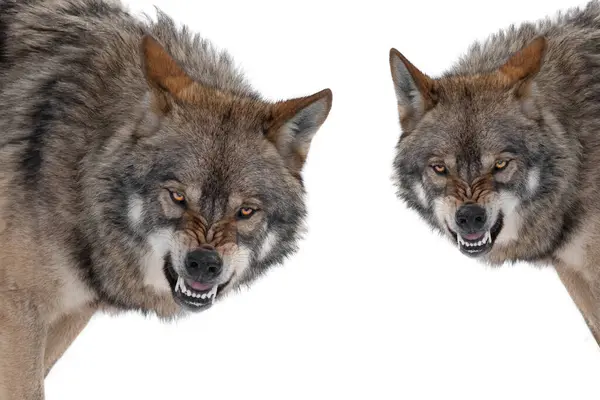 Twee Grijze Wolf Met Een Grijns Geïsoleerd Een Witte Achtergrond Stockfoto