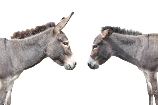 Two Donkey Isolated White Background Stock Image