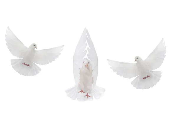 Pomba Branca Voadora Livre Isolada Fundo Branco Fotos De Bancos De Imagens Sem Royalties