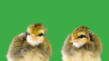 yeşil ekranda dans eden tavuk