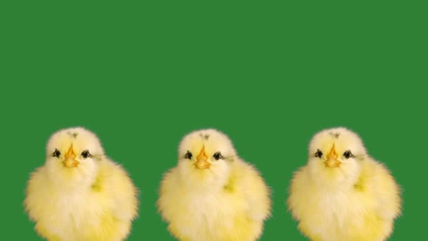 在绿色荧幕上唱着80年代风格曲调的黄色小鸡 — 图库视频影像
