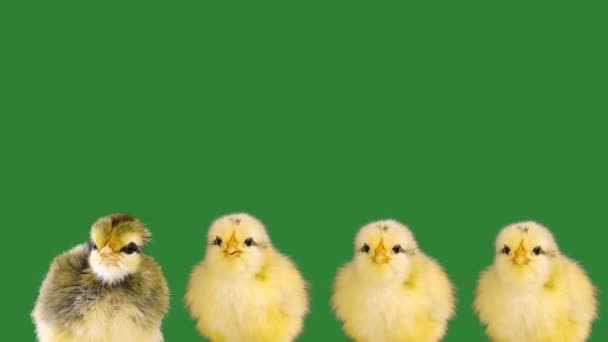 Polluelos Amarillos Cantando Canciones Estilo Ochenta Una Pantalla Verde — Vídeos de Stock