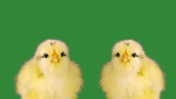 Polluelos Amarillos Cantando Canciones Estilo Ochenta Una Pantalla Verde — Vídeo de stock