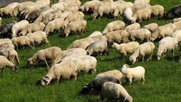 Schafe Laufen Durch Grüne Wiesen — Stockvideo