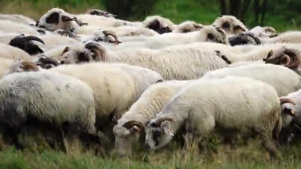 緑の牧草地を歩いている羊 — ストック動画